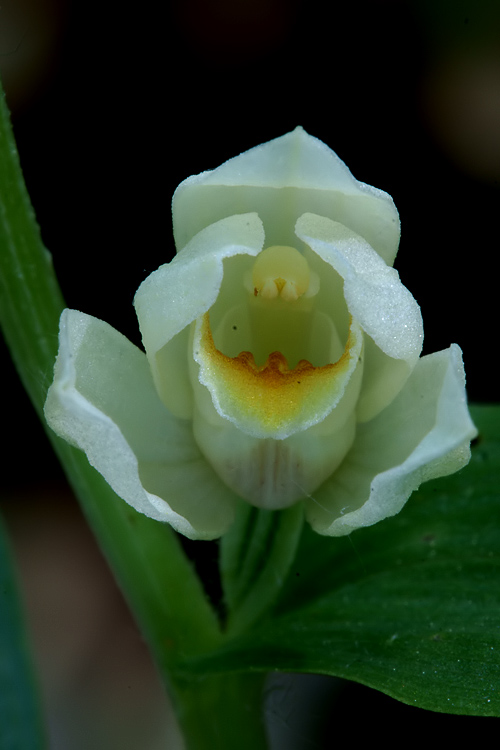 Orchidee del Chianti 2009